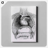 アートパネル-Distended Stomach and Colon
 - 国立医学図書館 Canvas.