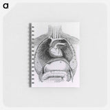 アートメモ帳-Distended Stomach and Colon
 - 国立医学図書館 Memo.
