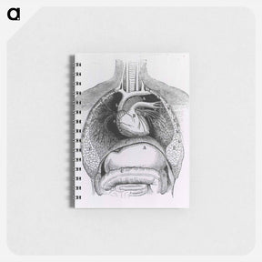 アートメモ帳-Distended Stomach and Colon
 - 国立医学図書館 Memo.