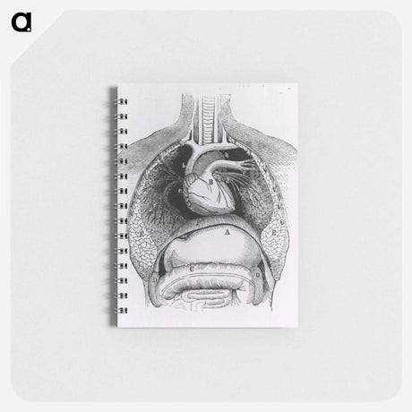 アートメモ帳-Distended Stomach and Colon
 - 国立医学図書館 Memo.
