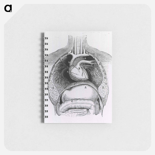 アートメモ帳-Distended Stomach and Colon
 - 国立医学図書館 Memo.