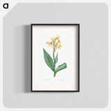 Water canna illustration - Pierre Joseph Redouté Poster.