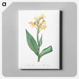 アートパネル-Water canna illustration - ピエール ジョゼフ ルドゥーテ Canvas.