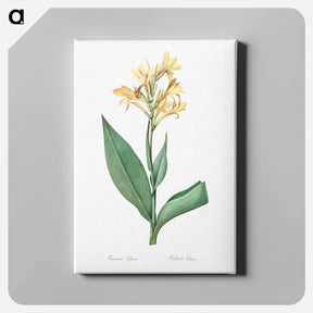 アートパネル-Water canna illustration - ピエール ジョゼフ ルドゥーテ Canvas.