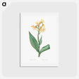 アートポストカード-Water canna illustration - ピエール ジョゼフ ルドゥーテ Postcard.