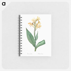 アートメモ帳-Water canna illustration - ピエール ジョゼフ ルドゥーテ Memo.