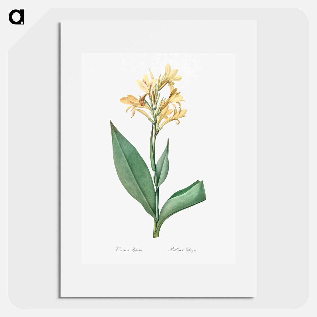Water canna illustration - Pierre Joseph Redouté Poster.