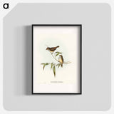 Little Brown Acanthiza
 - オーストラリアの鳥 Poster.