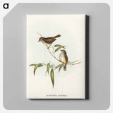 Little Brown Acanthiza
 - オーストラリアの鳥 Canvas.