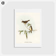 アートポストカード-Little Brown Acanthiza
 - オーストラリアの鳥 Postcard.