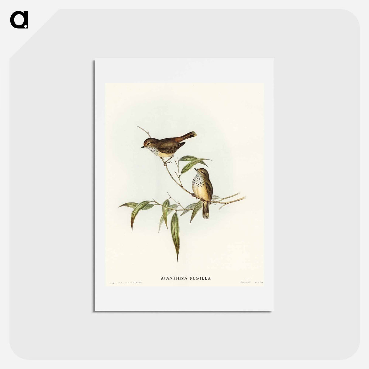 アートポストカード-Little Brown Acanthiza
 - オーストラリアの鳥 Postcard.