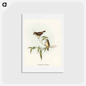 アートポストカード-Little Brown Acanthiza
 - オーストラリアの鳥 Postcard.
