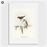 Little Brown Acanthiza
 - オーストラリアの鳥 Poster.