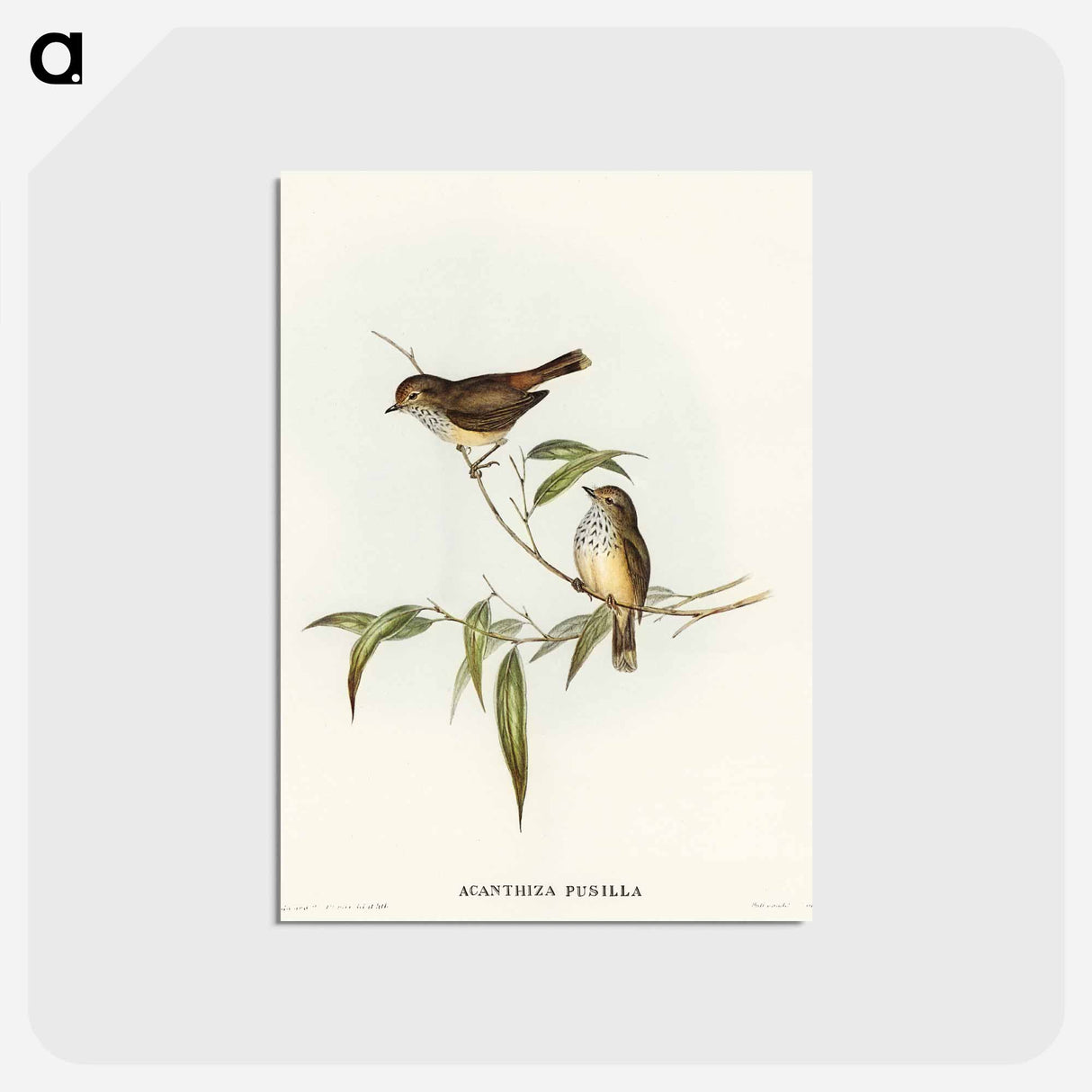 アートポストカード-Little Brown Acanthiza
 - オーストラリアの鳥 Postcard.