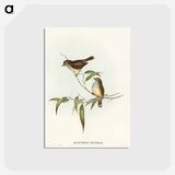 アートポストカード-Little Brown Acanthiza
 - オーストラリアの鳥 Postcard.