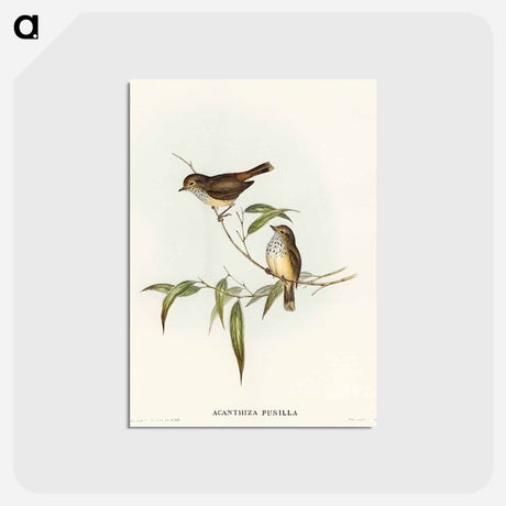 アートポストカード-Little Brown Acanthiza
 - オーストラリアの鳥 Postcard.