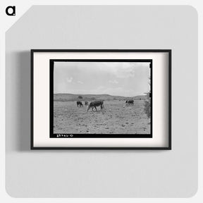 アートポスター-Cattle Licking Salt on the Range
 - ラッセル リー Poster.