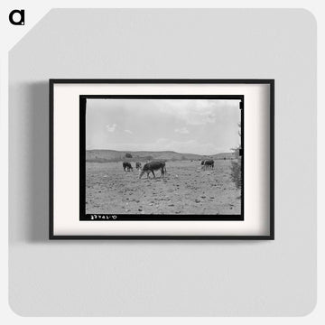 Cattle Licking Salt on the Range
 - ラッセル リー Poster.