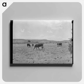 アートパネル-Cattle Licking Salt on the Range
 - ラッセル リー Canvas.