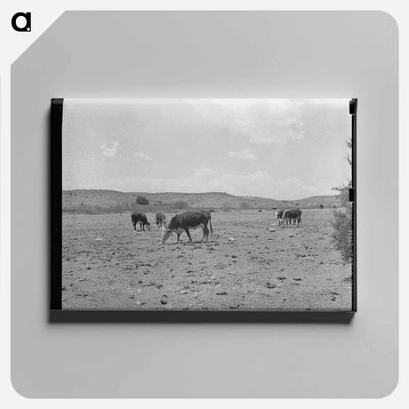 アートパネル-Cattle Licking Salt on the Range
 - ラッセル リー Canvas.