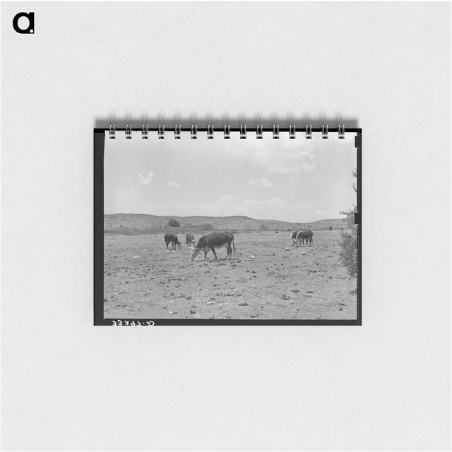 アートメモ帳-Cattle Licking Salt on the Range
 - ラッセル リー Memo.