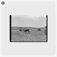 アートポストカード-Cattle Licking Salt on the Range
 - ラッセル リー Postcard.