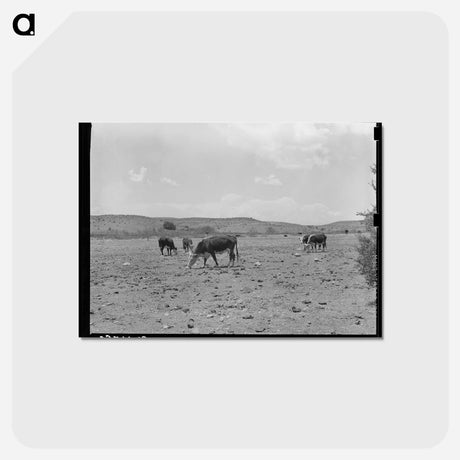 アートポストカード-Cattle Licking Salt on the Range
 - ラッセル リー Postcard.