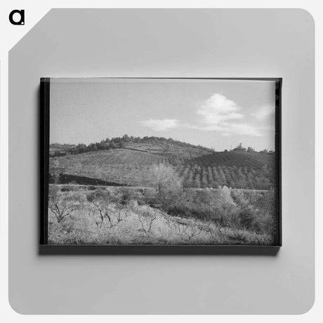 アートパネル-Fruit Orchards, Placer County
 - ラッセル リー Canvas.
