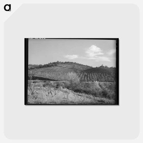 アートポストカード-Fruit Orchards, Placer County
 - ラッセル リー Postcard.