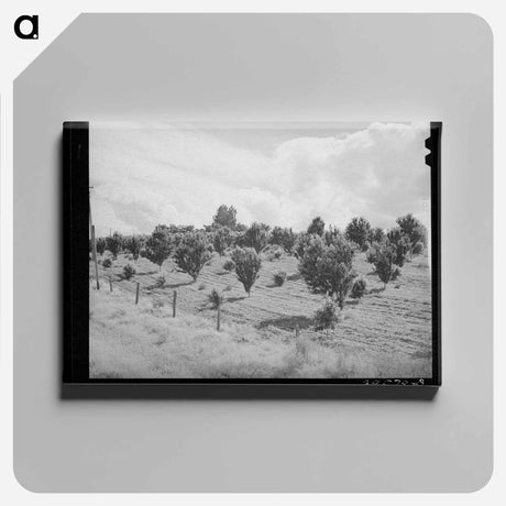 アートパネル-Orchard, Canyon County, Idaho
 - ラッセル リー Canvas.