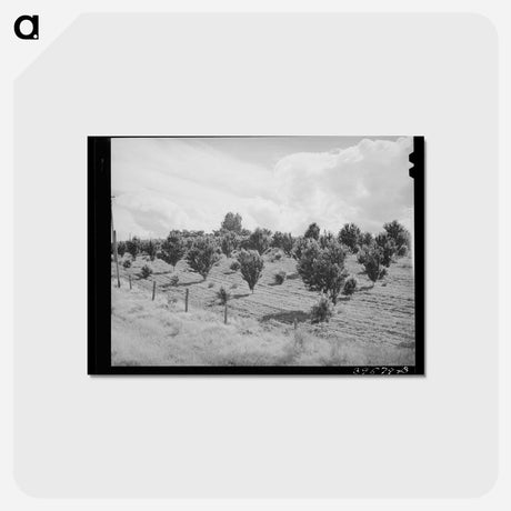 アートポストカード-Orchard, Canyon County, Idaho
 - ラッセル リー Postcard.