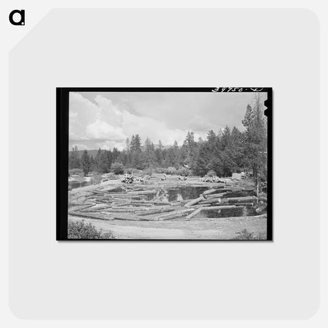 アートポストカード-Logs in Pond, Cascade, Idaho
 - ラッセル リー Postcard.