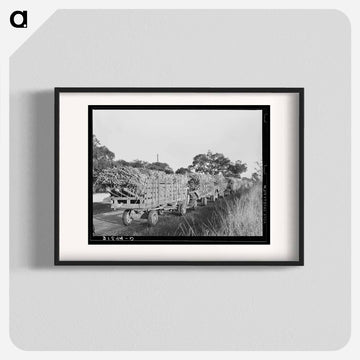 Sugarcane Trucks at Jeanerette Mill
 - ラッセル リー Poster.