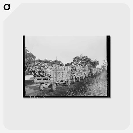 アートポストカード-Sugarcane Trucks at Jeanerette Mill
 - ラッセル リー Postcard.