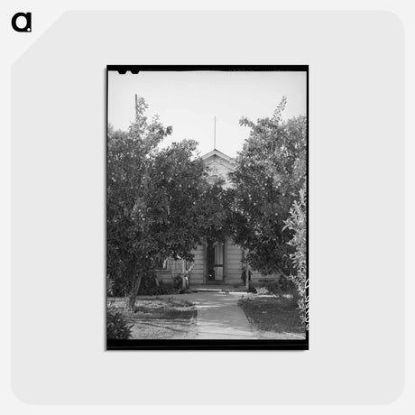アートポストカード-Orange Trees, Placer County, California
 - ラッセル リー Postcard.