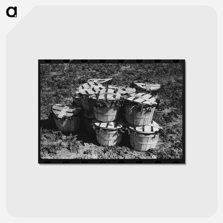 アートポストカード-Baskets of Spinach, La Pryor, Texas
 - ラッセル リー Postcard.