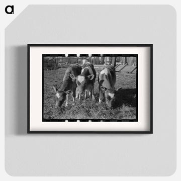 Calves, Canyon County, Idaho
 - ラッセル リー Poster.