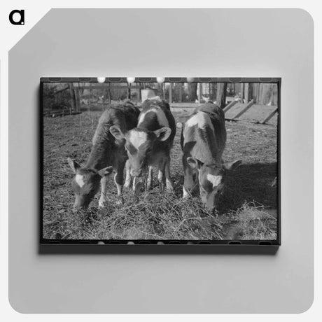 アートパネル-Calves, Canyon County, Idaho
 - ラッセル リー Canvas.