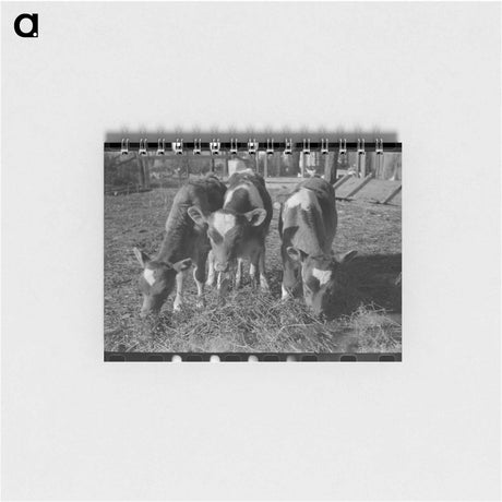 アートメモ帳-Calves, Canyon County, Idaho
 - ラッセル リー Memo.
