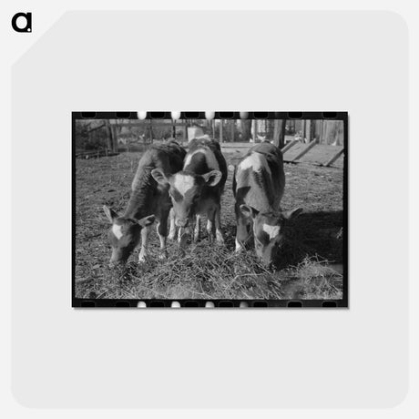 アートポストカード-Calves, Canyon County, Idaho
 - ラッセル リー Postcard.