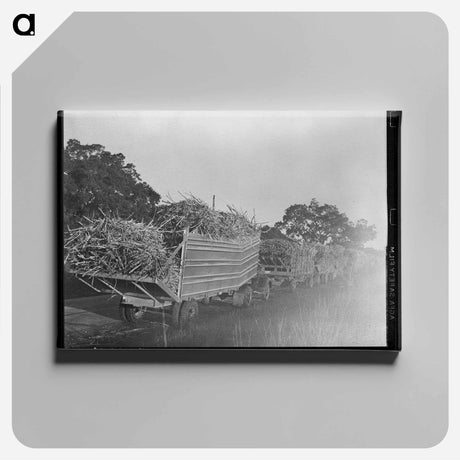 アートパネル-Trucks Loaded with Sugarcane, Jeanerette, Louisiana
 - ラッセル リー Canvas.