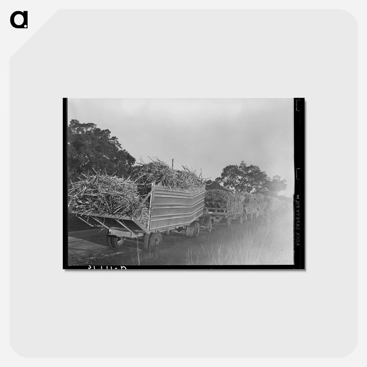 アートポストカード-Trucks Loaded with Sugarcane, Jeanerette, Louisiana
 - ラッセル リー Postcard.