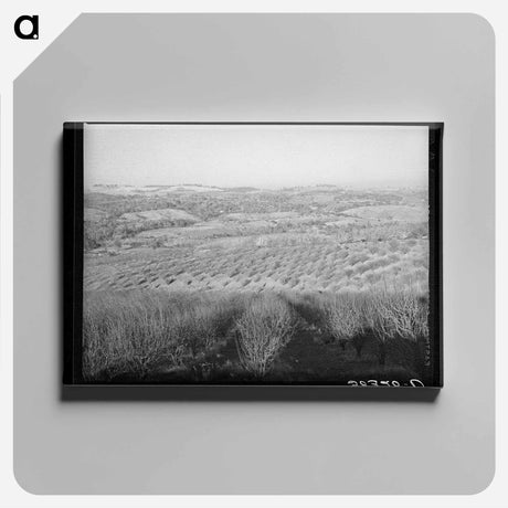 アートパネル-Orchards near Auburn, California
 - ラッセル リー Canvas.