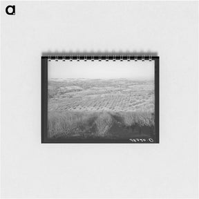 アートメモ帳-Orchards near Auburn, California
 - ラッセル リー Memo.