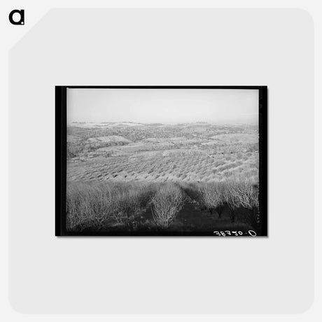 アートポストカード-Orchards near Auburn, California
 - ラッセル リー Postcard.