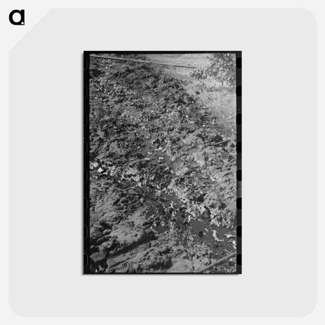 アートポストカード-Stream of Waste Oil, Creek County, Oklahoma
 - ラッセル リー Postcard.