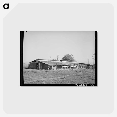 アートポストカード-Chicken Houses of Jo Webster, Tehama County, California
 - ラッセル リー Postcard.