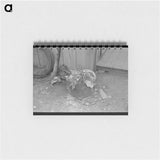 アートメモ帳-Uncollected Garbage and Pot Plants, San Antonio, Texas
 - ラッセル リー Memo.