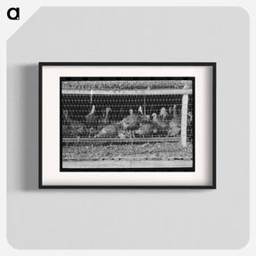 アートポスター-Turkeys in Pen, Poultry Cooperative, Brownwood, Texas
 - ラッセル リー Poster.