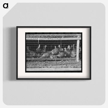 Turkeys in Pen, Poultry Cooperative, Brownwood, Texas
 - ラッセル リー Poster.